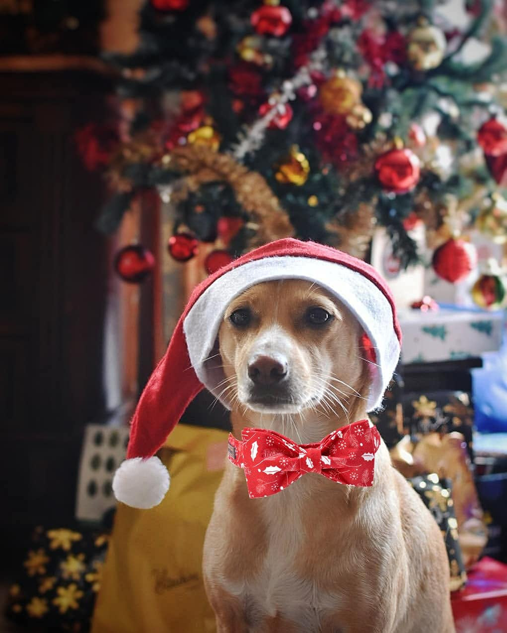 Christmas Dog Collars, Soft Bowtie Dog Collar, Puppy Collar Adjustable Heavy Duty Dog Collar with Bow for Medium Dogs